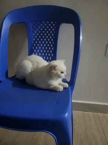 White adult cat available for adoption - calm indoor pet