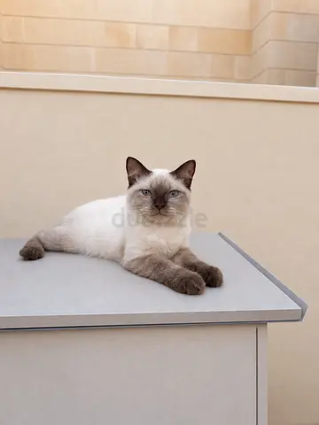 ابوظبي مدينة خليفة أ