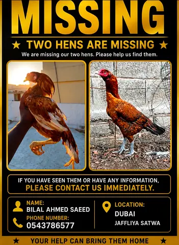 I have lost my these hens in ajman