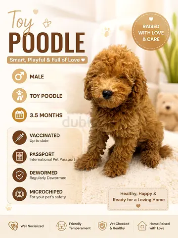 Toy Poodle Male, 3.5 Months — Vaccinated, Microchipped, Ready to Adopt