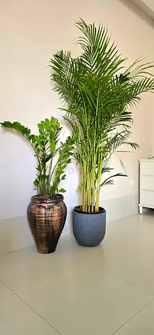 Zz and areca with pot