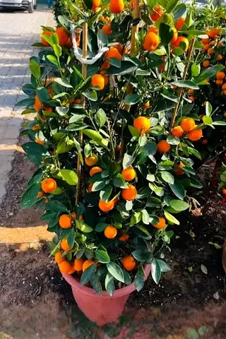 Mandarin plant