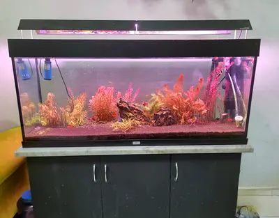 Jewel Rio 240 Aquarium with Marble top stand