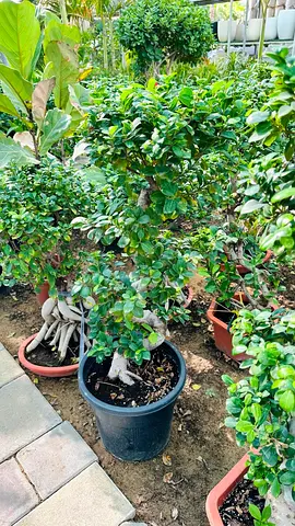 Mature Bonsai Ficus in Large Pot - Ready for Garden or Patio