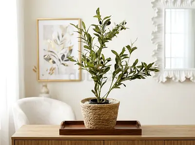 Small Decorative Potted Olive plant in Woven Basket - Ready to Display