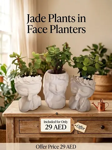 3 Jade Plants in Face Planters
