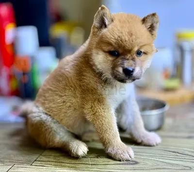 ⭐ Shiba Inu puppy ⭐ 2 months old boy, ready for his new home