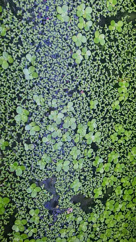 Fresh floating aquarium plants duckweed and water lettuce