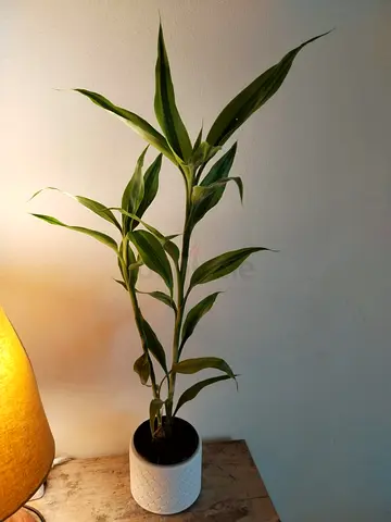 Dracaena White Stripe with Pot