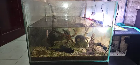 Aquarium's and all accessories