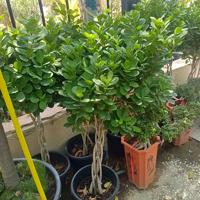 Ficus microcarpa braided trunk potted plants - healthy indoor/outdoor greenery