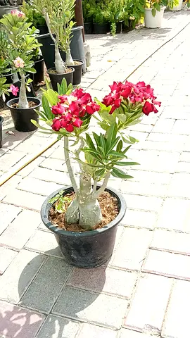 Potted Desert Rose (Adenium) - Healthy Small Trees, Ready to Plant
