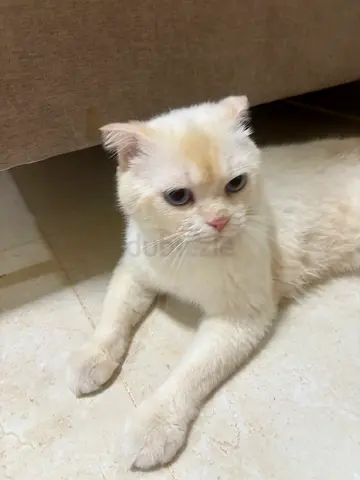 الروضه2