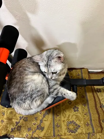 Calm timid female and male cat looking for a new home - friendly and indoor trained