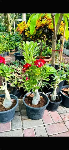 Potted Desert Rose (Adenium) - Healthy Small Trees, Ready to Plant