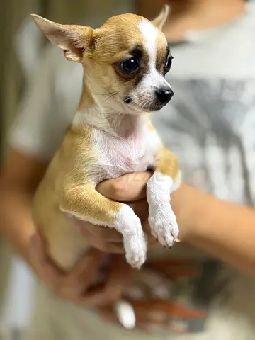 ⭐ Lovely Chihuahua boy – 2 ½ month Old ⭐