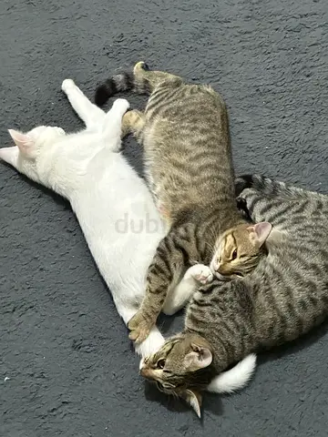 Cats for adoption