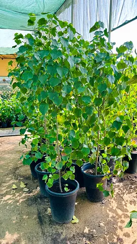 Hibiscus Tree