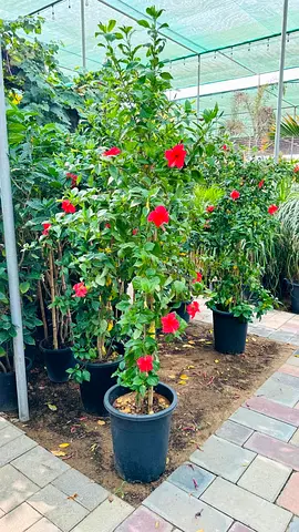Mature Hibiscus Plant in 10L Pot with Red Blooms