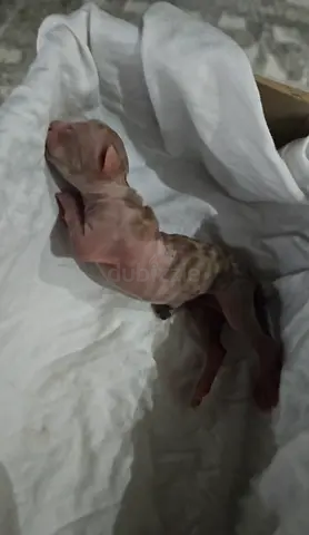 Newborn baby kitten in need of a mother cat