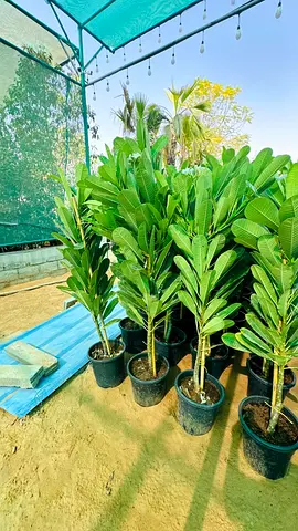 Frangipani Tree- Ready for Landscaping
