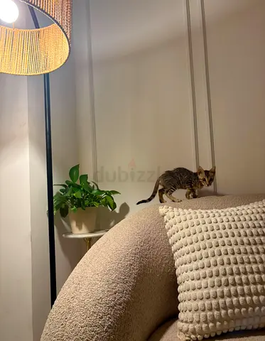 Bengal Kitten looking for new home - friendly and playful