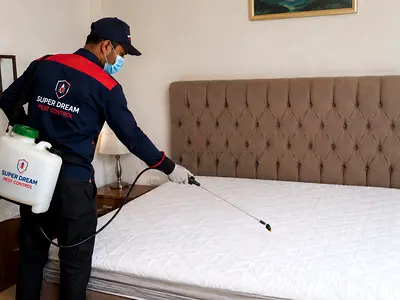 Bed Bugs Pest Control