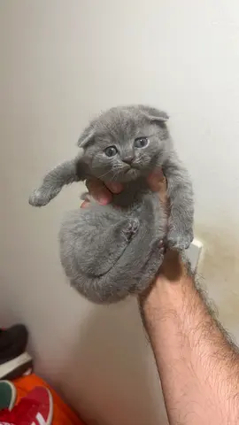Pure Scottish Fold Lilac Kitten