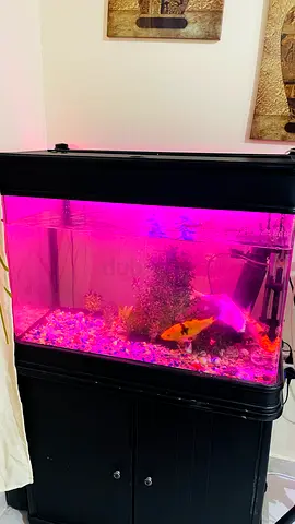 Fish aquarium
