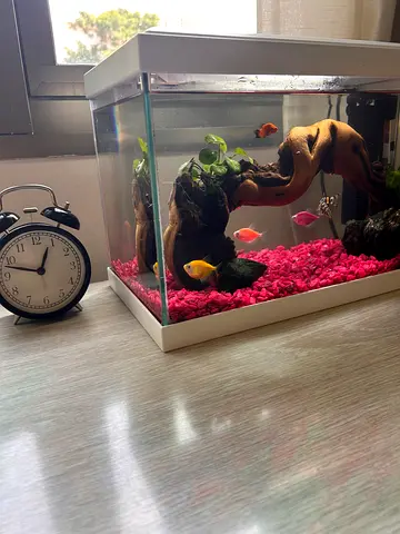 Small home aquarium with filter and temperature control