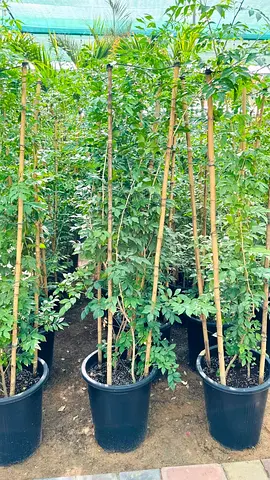 Tall potted jasmine bamboo-staked ornamental plants — ready for garden or balcony