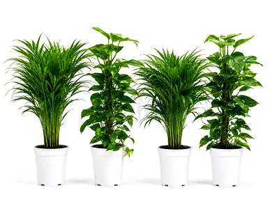 Viva Verda Premium Holland Indoor Plants Bundle – 2 Areca Palm + 2 Money Plant in Plastic Pot