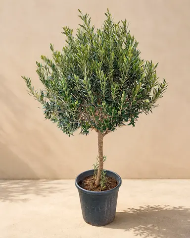 Olive tree Spanish. Free delivery