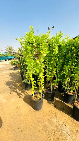Potted Green Hedge Plants - Tall Privacy Screening (Multiple Available)
