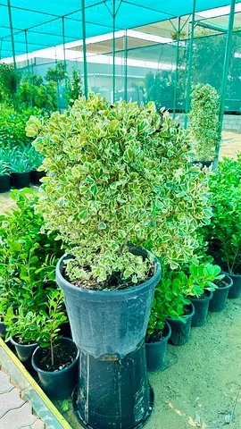 Variegated Ficus Bonsai-Style Potted Shrub (Healthy, Mature)