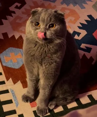 Scottish fold long hair Cat. beautiful and healthy vaccinated, 8 months old female