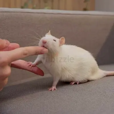Looking for 2 Fancy Rats