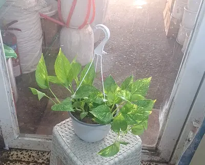 Live Golden Pothos Plant with Hanging Pot | Easy Care Indoor Plant