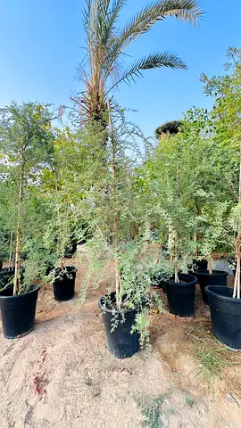 Young mature trees in 10L black nursery pots — multiple available