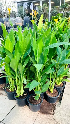 Healthy Canna Lily Plants in Pots - Multiple Available