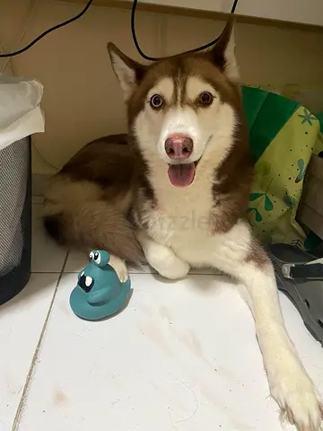 Two dogs looking for a new home