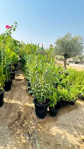 Potted Oleander (Nerium) Tall Shrub - Healthy, Ready to Plant