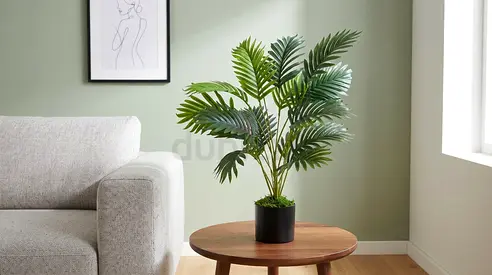 18 Leaves - Feather Palm