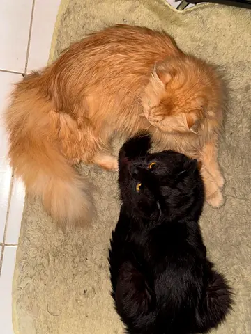 Cat couple looking for forever home