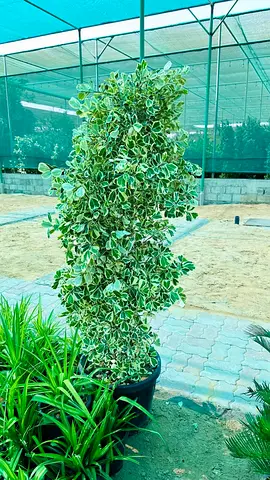 Variegated Ficus Potted Climbing Plant - Healthy, Mature Specimen