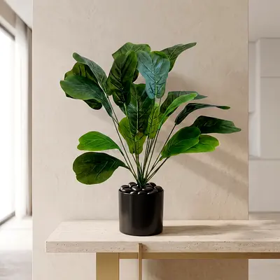 18 Leaves - Heart Monstera