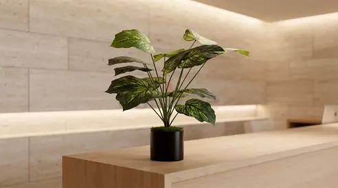 18 Leaves - Elephant Ear
