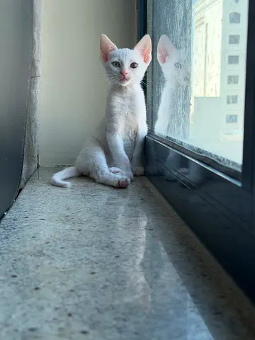 Free adoption 6 trained kittens 45 days old