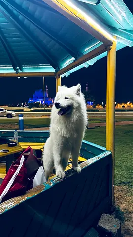 Friendly Samoyed Dog