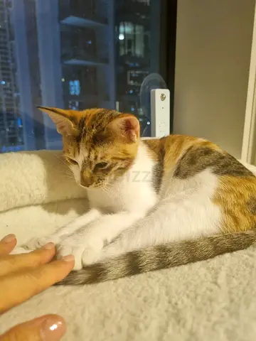 RESCUED FEMAILE KITTEN 4 MONTHS OLD FOR ADOPTION